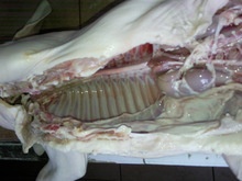 fresh frozen suckling pig - product's photo