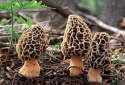 dried morel mushroom - product's photo