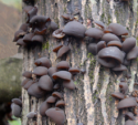 dried healthy smooth shiitake mushroom - product's photo