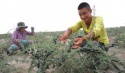 lycium ruthenicum murr highland sweet fruit - product's photo