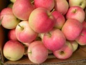 fresh apple - product's photo