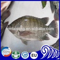 frozen tilapia fish whole round - product's photo
