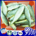frozen farm raised yellow croaker fish - product's photo