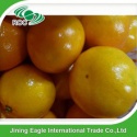 new arrival fresh sugar tangerine baby mandarin orange fruit - product's photo