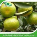 fresh nanfeng small honey mandarin orange fruit - product's photo