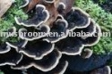 mushrooms - product's photo
