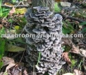 coriolus versicolor extract - product's photo