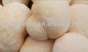 hericium extract 20%'30% - product's photo