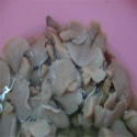  fresh oyster mushroom oyster mushroom spawn - product's photo