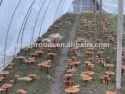 ganoderma lucidum extract - product's photo