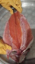 trout - product's photo