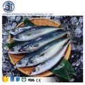 frozen atlantic black mackerel seafood  - product's photo