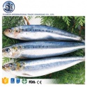 frozen bonito skipjack tuna fish seafood - product's photo