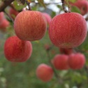  red fuji apple fruit - product's photo
