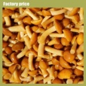 mushrooms nameko - product's photo