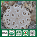 organic shiitake mushroom - product's photo