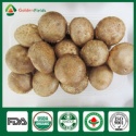 oak tree mushrooms - product's photo