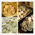 mushroom, champignon - product's photo