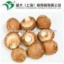 shiitake mushroom - product's photo