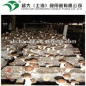 shiitake - product's photo