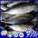  frozen whole round bonito fish - product's photo