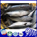 frozen whole round bonito fish - product's photo