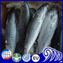 whole round bonito fish - product's photo