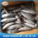 frozen bonito fish whole round - product's photo