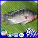 iced black tilapia whole round live fish farm - product's photo