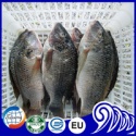  frozen farming whole tilapia fish - product's photo