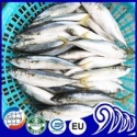 frozen fish whole round pacific mackerel - product's photo