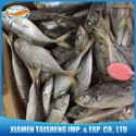  frozen horse mackerel fish - product's photo