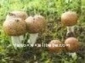 dried agaricus blazei - product's photo