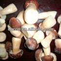 iqf boletus edulis - product's photo