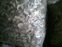 champignon - product's photo