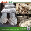 best oystermushroom spawn - product's photo