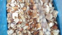 frozen boletus lutes - product's photo