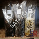  oyster mushroom - product's photo