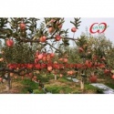 canned fruit dices apple in syrup - product's photo