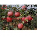 canned fruit sliced apple in syrup - product's photo