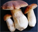 edible top quality dried boletus edulis - product's photo