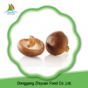 high quality frozen mushroom shiitake - product's photo