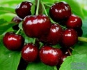 fresh cherries - product's photo