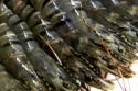 frozen seafood - product's photo