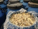 slice, whole, drum, slalted champignons, mushroom - product's photo