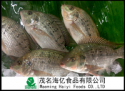 frozen tilapia - product's photo