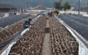new harvest frozen iqf shiitake mushroom - product's photo