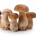 shiitake mushroom spawn - product's photo