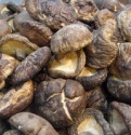 	 shiitake mushroom spawn - product's photo