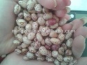 new crop light speckled kidney bean/xinjiang round lskb - product's photo